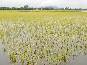 A low pressure trough brought heavy rain across the northern region (Illustrative photo: VNA)